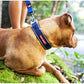 EZYDOG COLLAR NEO  -  L  -  BLACK - (45-51 cm)