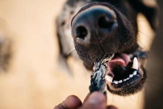 Fish 4 Dogs Dental Sea Jerky Fish Twists 500g