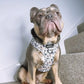 Pawsome Paws Boutique Harness Frenchie Frappuccino Medium