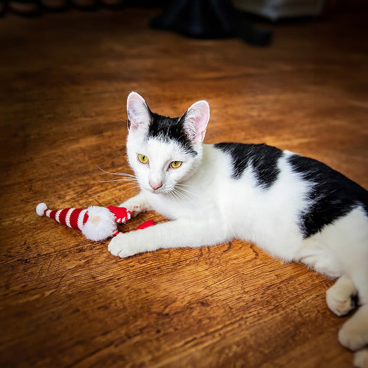 Gus Gonk Christmas Cat Toy