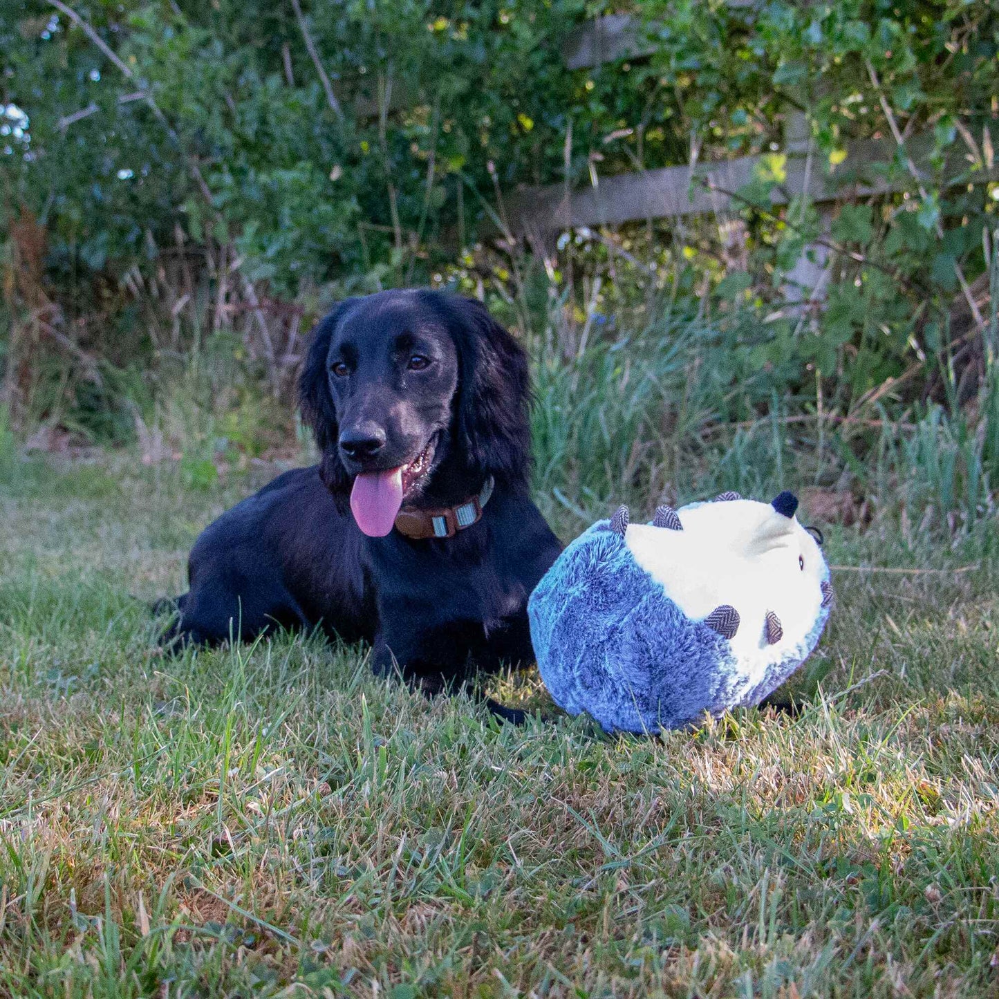 Ancol Heritage Harry Hedgehog Dog Toy