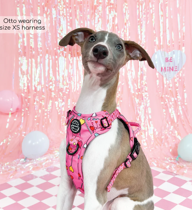 Pawsome Paws Tough Trails Harness - Candypop - Extra Small XS