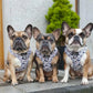 Pawsome Paws Boutique Harness Frenchie Frappuccino Medium