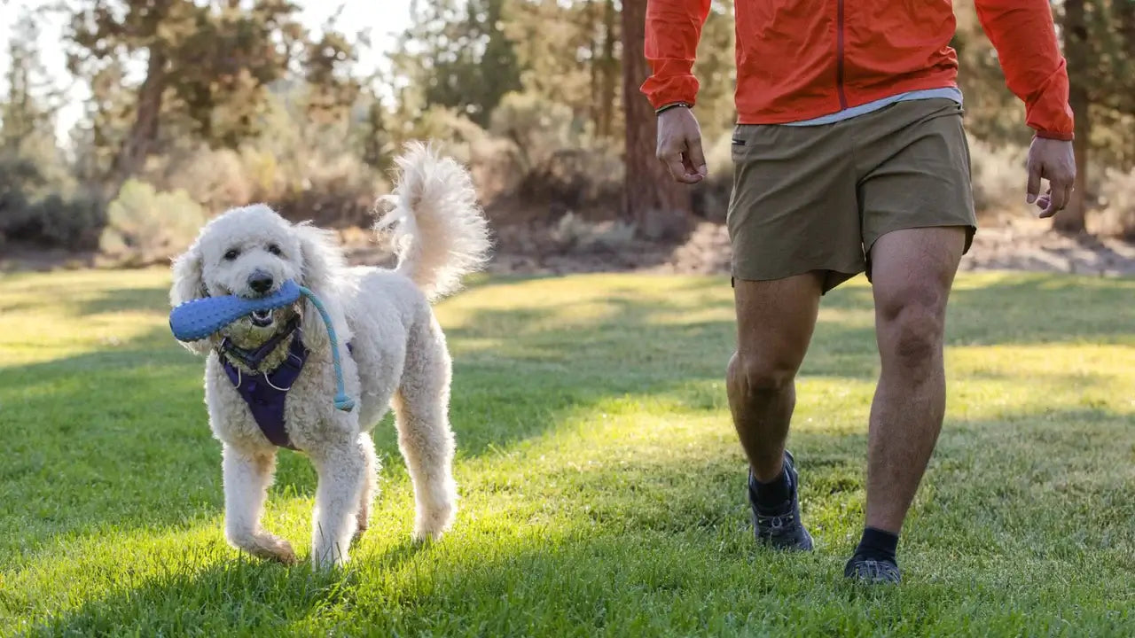 Ruffwear Guardo Rubber Throw Toy Sage Green Small