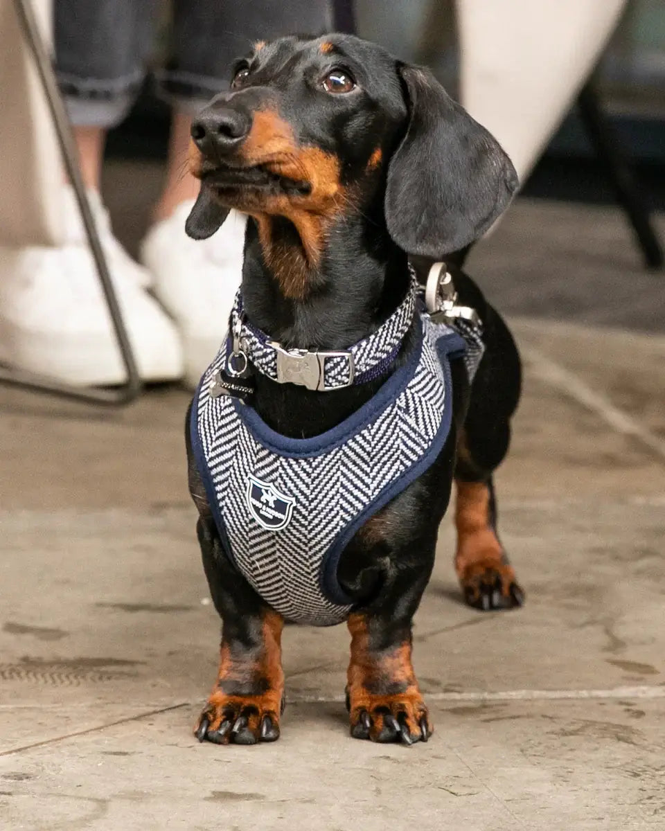 Hugo & Hudson Large Navy Herringbone Harness