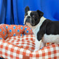 Paddingon Bear Dog Bed Small 24''