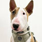 Pawsome Paws Boutique - Country Thyme Collar - Small