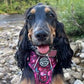 Pawsome Paws Meadow Harness L