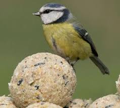 Harrisons Energy Boost Fat Balls 50 Tub (No Nets) 85g