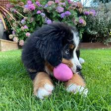 Beco Natural Rubber Treat Ball - Medium Pink
