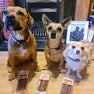 JR Pet Pure Lamb Sticks 50g