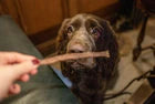 JR Pet Pure Lamb Sticks 50g
