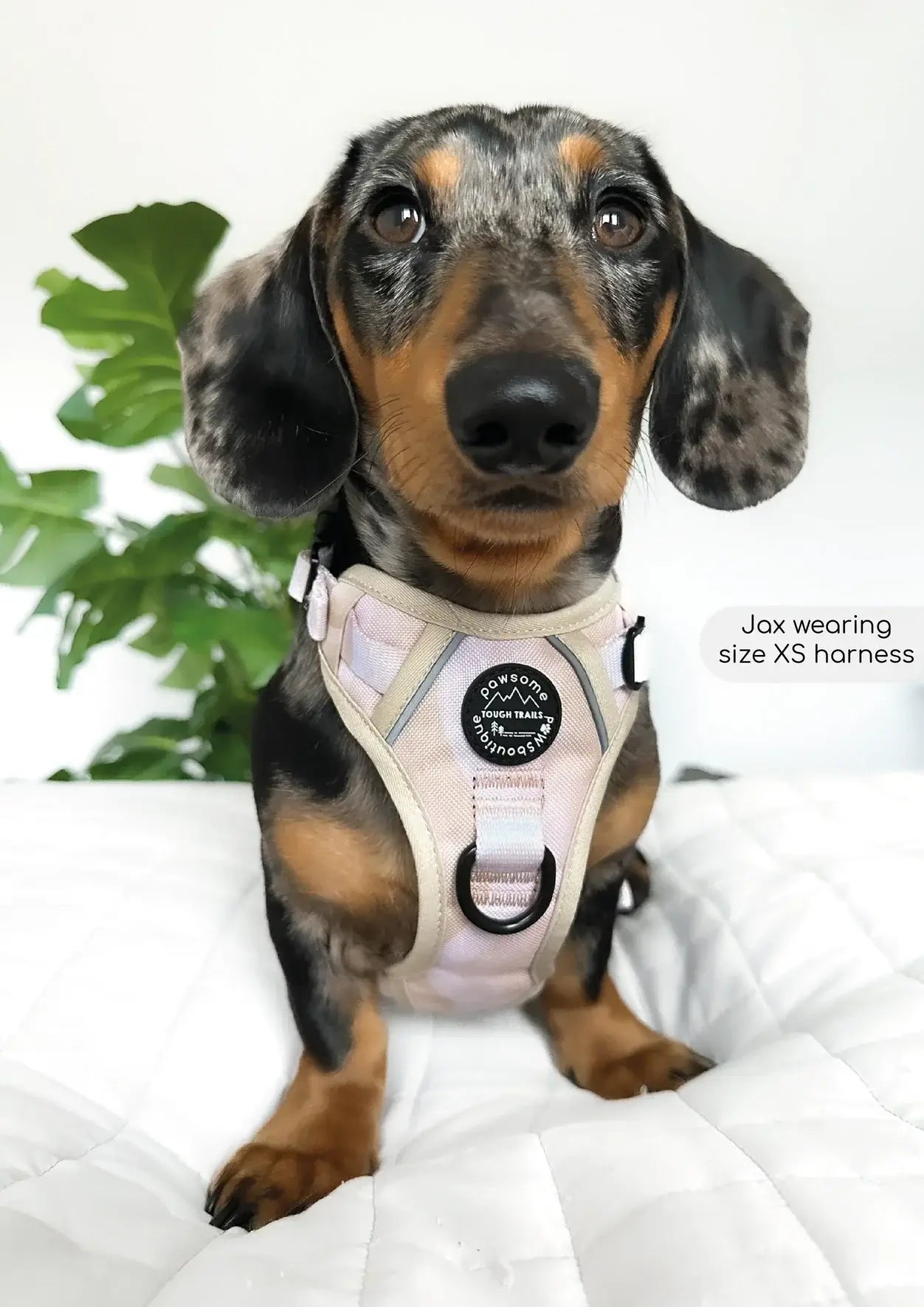 Pawsome Paws Boutique Harness Cappuccino Swirl Medium