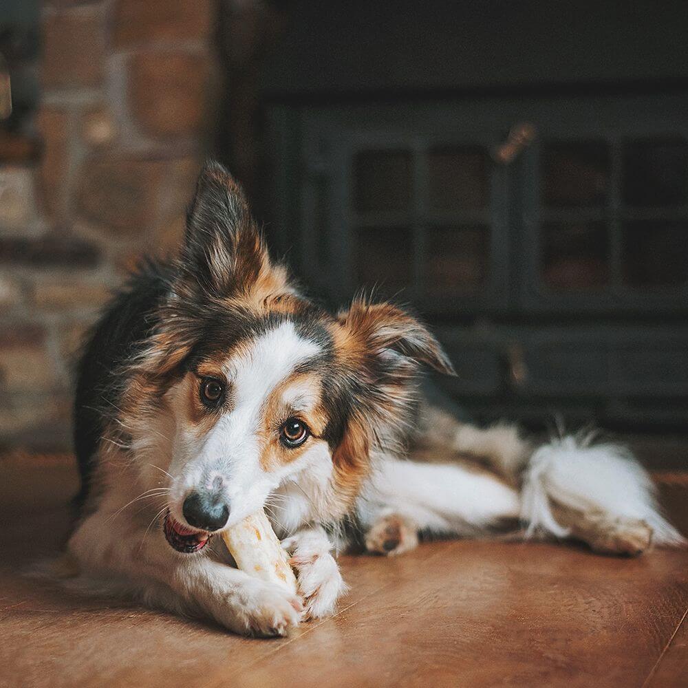 Our holistic No-Hide® Chews are made from just 7 natural ingredients with no chemicals or bleach. These chews average 80% digestibility as compared to the 18% of rawhides. With a range of flavours your furry friend will love, it’s no wonder we brought No-