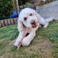 JR Pet Odourless Pizzle 30cm