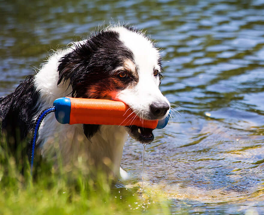 Chuckit! Amphibious Bumper Medium