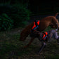 Julius k9 IDC?-Powerharness, Size: Mini-Mini UV orange