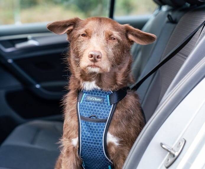 CarSafe Crash Tested Dog Harness (S)