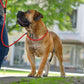 Hunter Leash Retriever Freestyle 10/170 Rope raspberry
