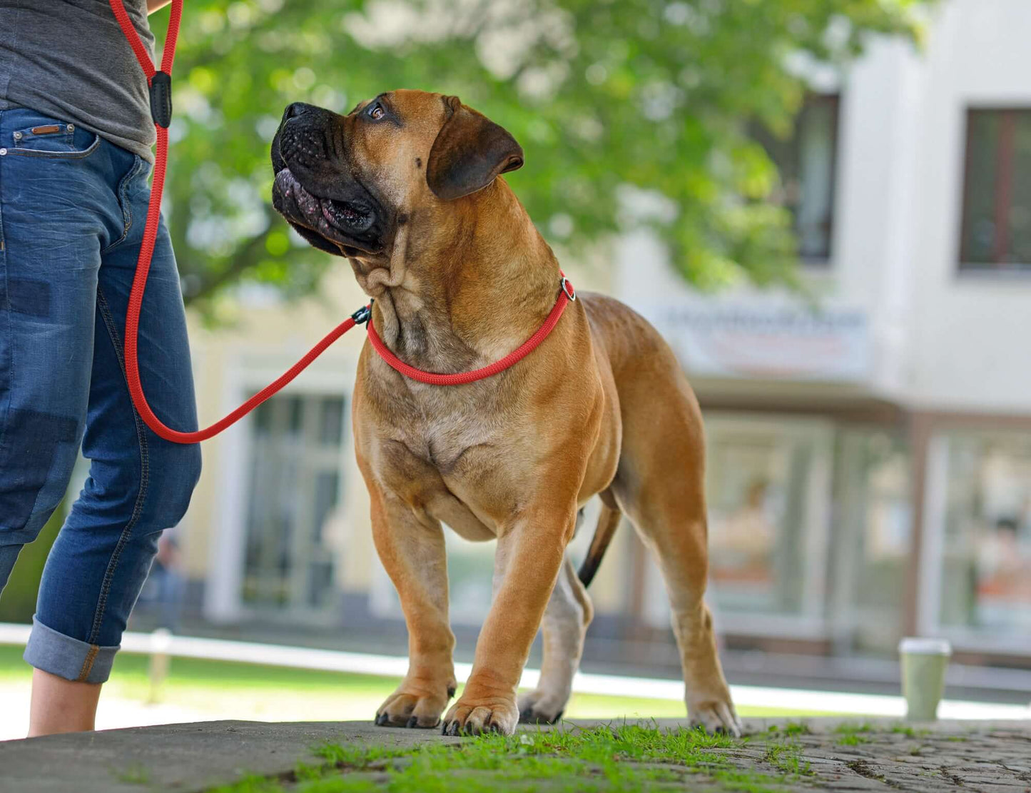 Hunter Leash Retriever Freestyle 10/170 Rope raspberry