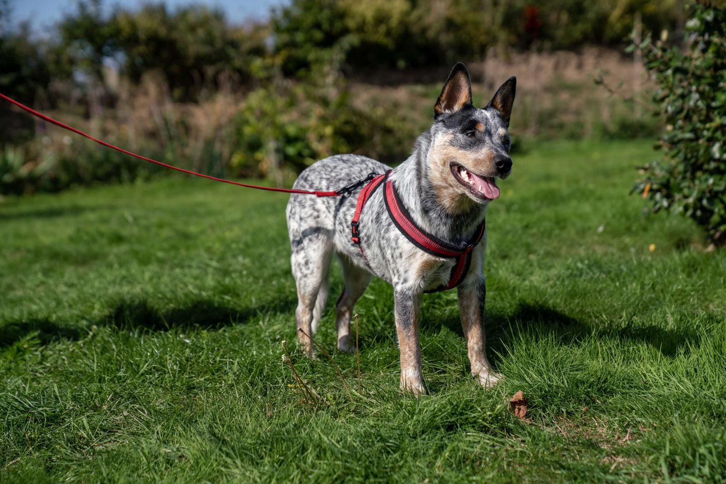 HALTI Comfy Harness Red (M)