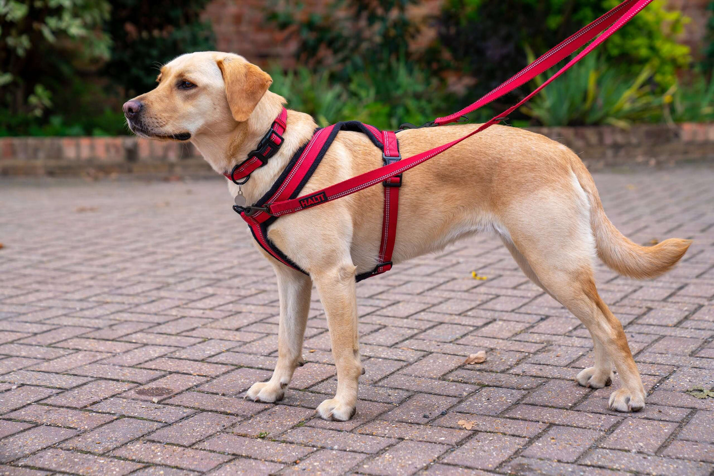 HALTI Comfy Harness Red (M)