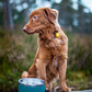 Orbiloc Dog Dual Safety Light Yellow