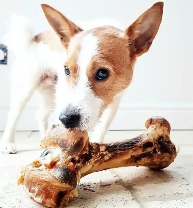 Large Ostrich Bone JR