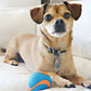 Chuckit! Ultra Squeaker Ball Small (2 Pack)