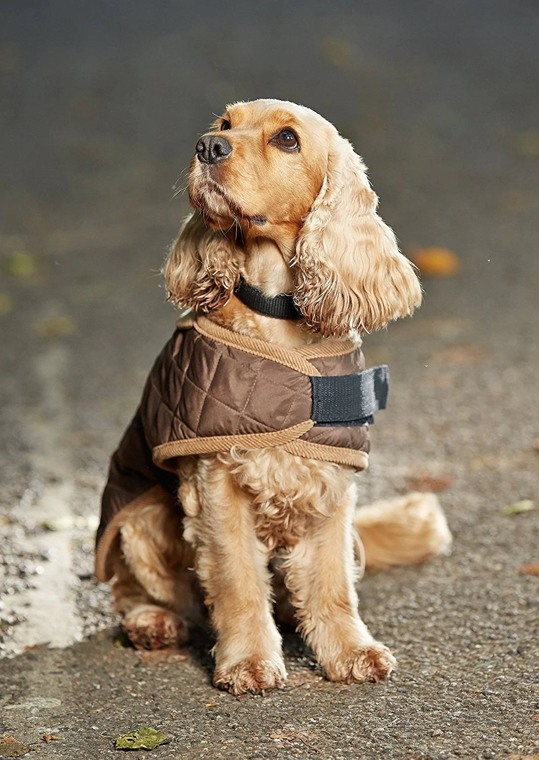 GorPets Worcester Dog Coat Brown 46cm