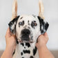 JR Pet Rabbit Ears with Hair 100g