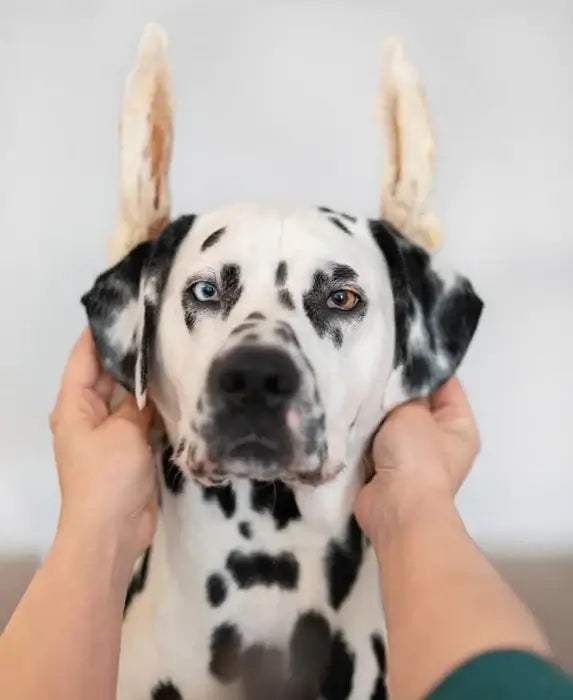 JR Pet Rabbit Ears with Hair 100g